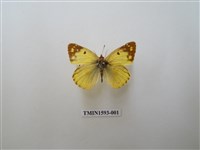 藏品(紋黃蝶)的圖片